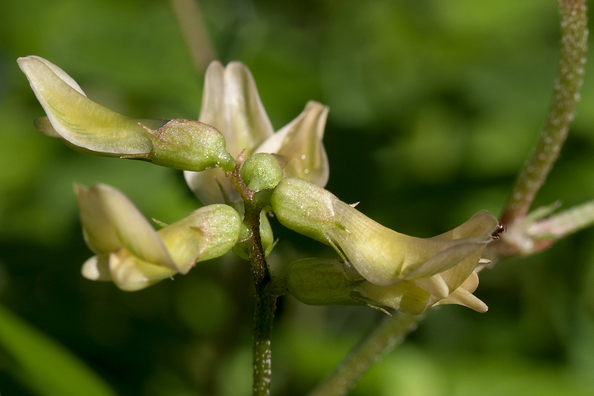 Изображение особи Astragalus glycyphyllos.