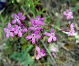 Silene lituanica