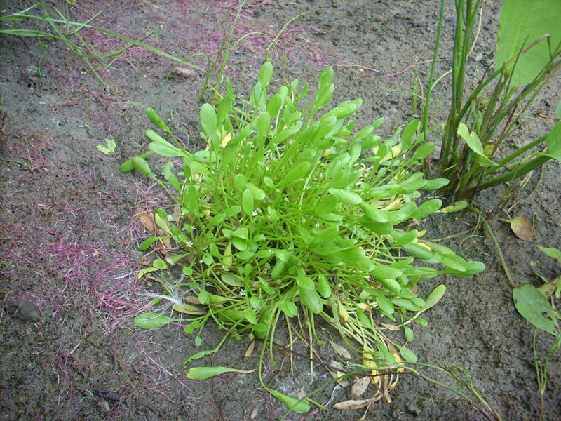 Image of Limosella aquatica specimen.