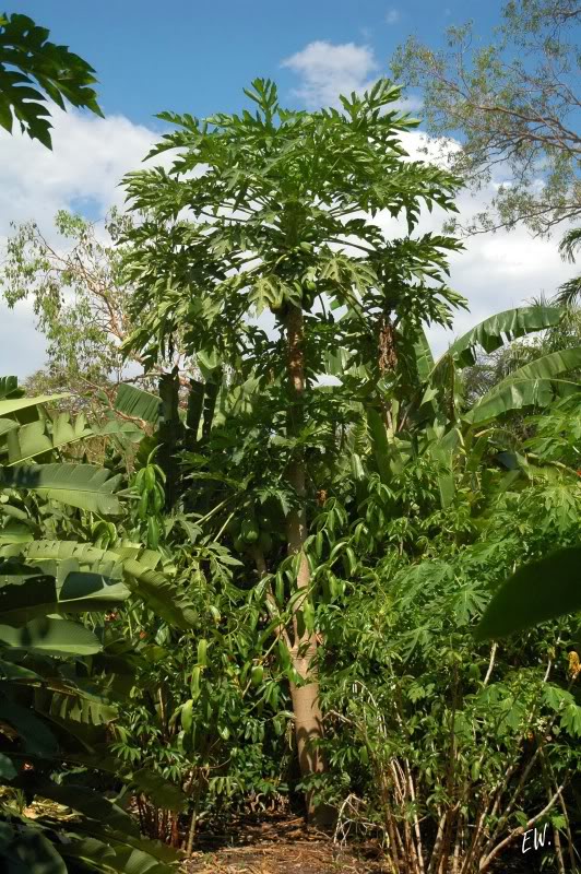 Image of Carica papaya specimen.