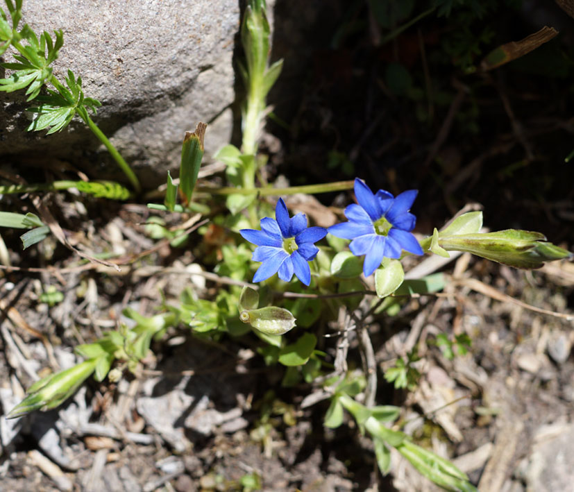 Image of Gentiana karelinii specimen.