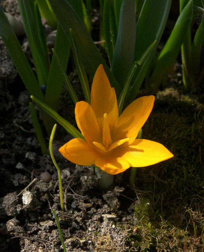 Image of Crocus flavus ssp. dissectus specimen.