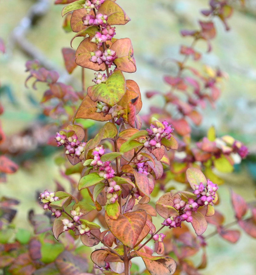 Image of genus Symphoricarpos specimen.