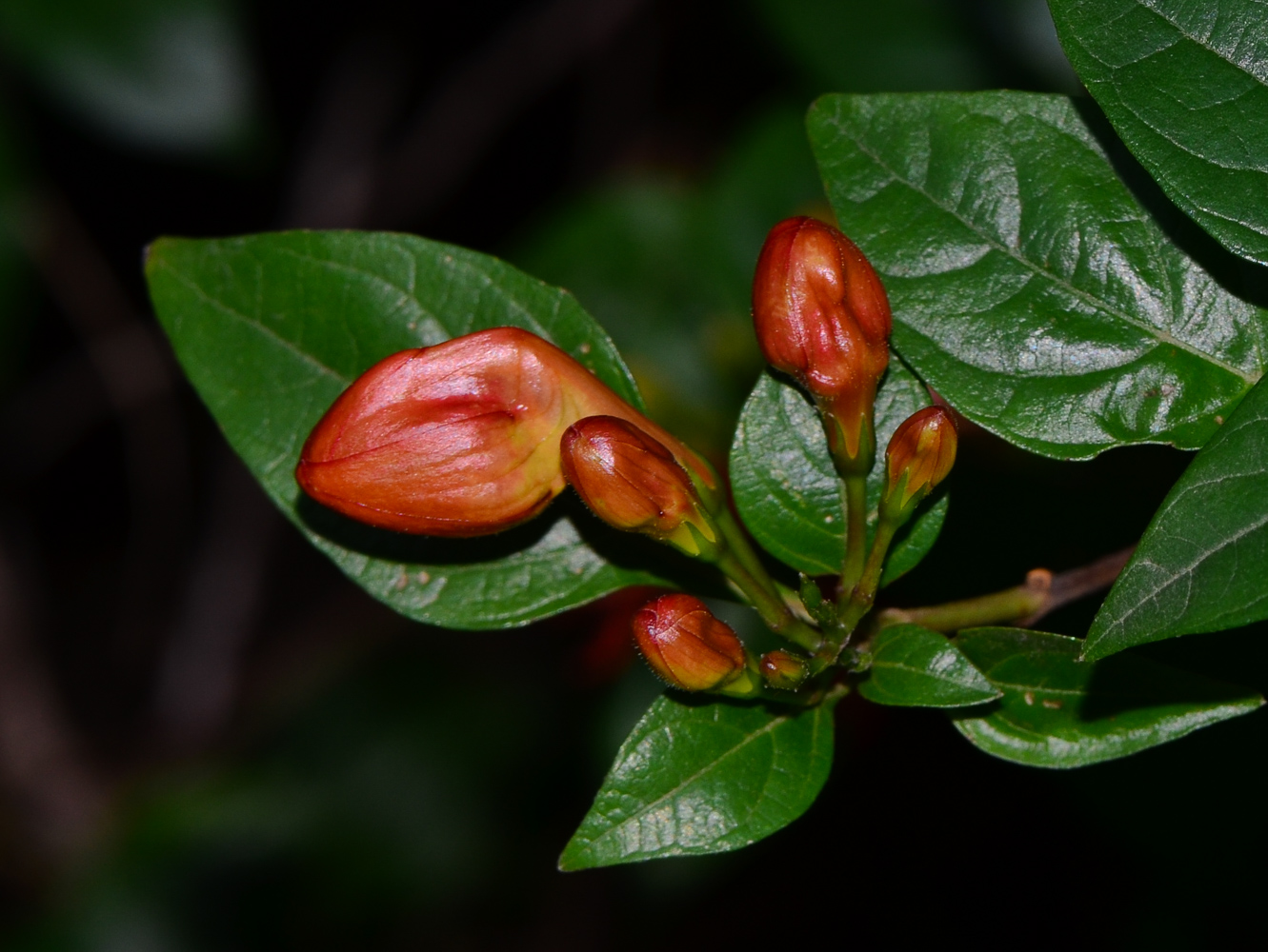 Image of Ruttya fruticosa specimen.