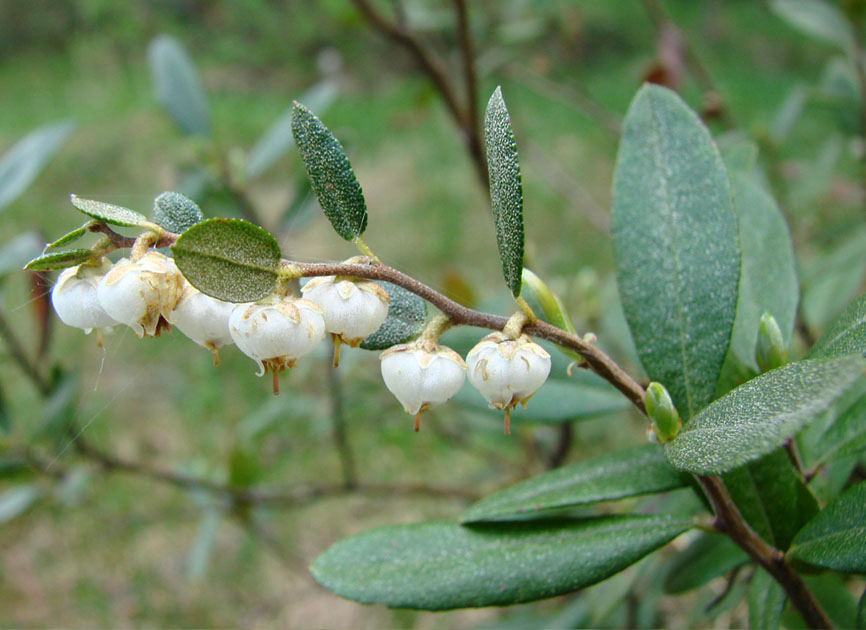 Image of Chamaedaphne calyculata specimen.