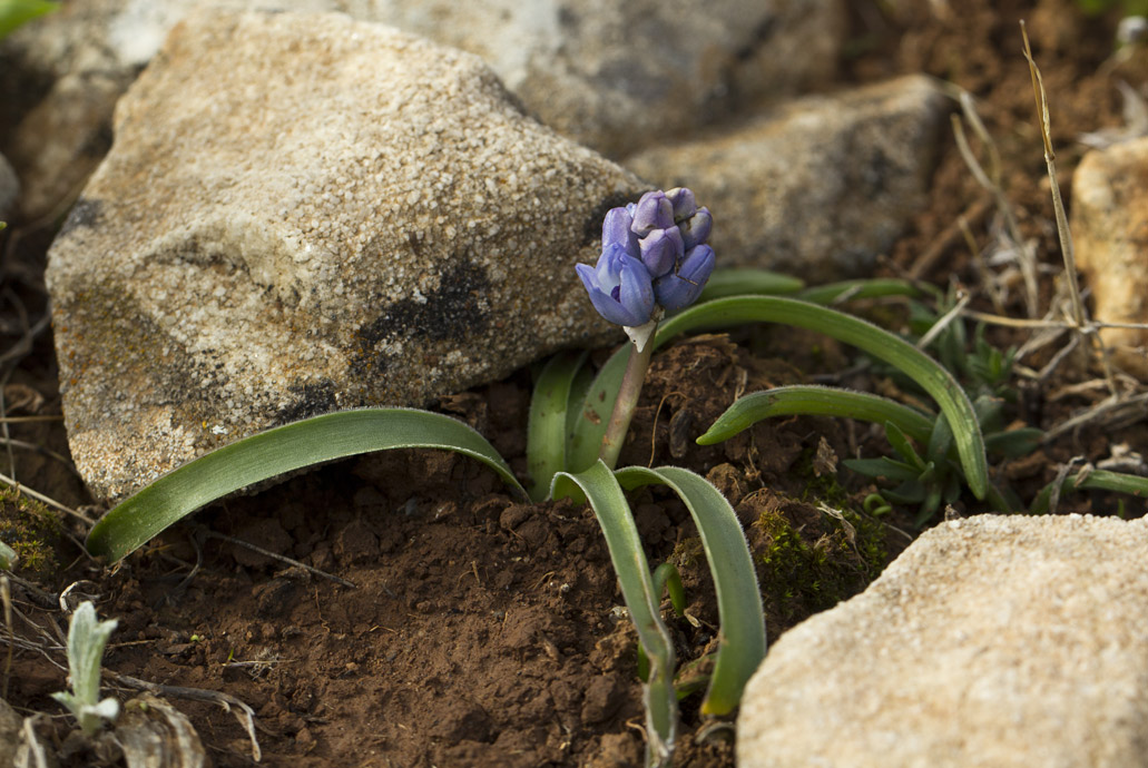 Изображение особи Bellevalia hyacinthoides.