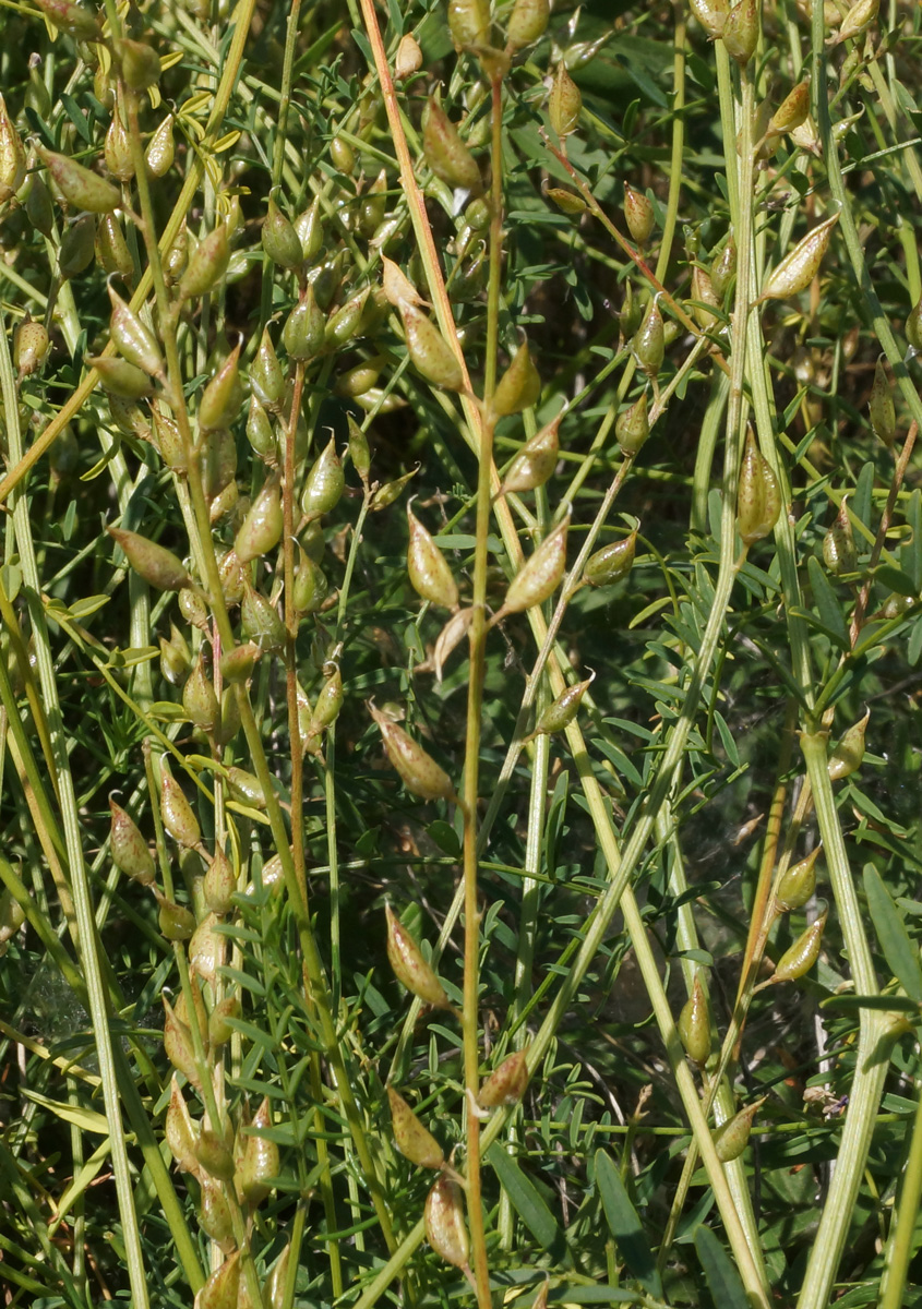 Изображение особи Astragalus macropterus.