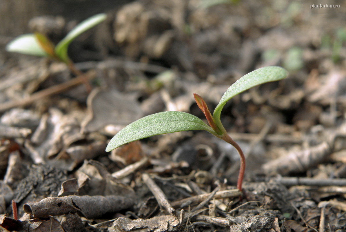 Image of Fallopia convolvulus specimen.