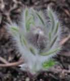 Pulsatilla vulgaris