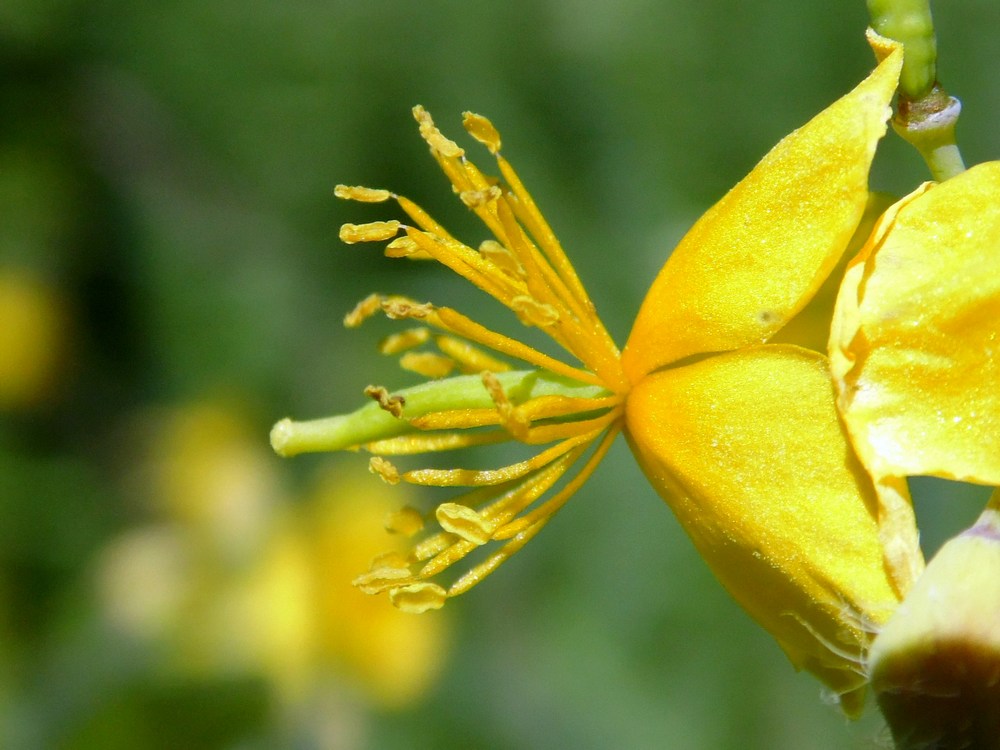 Image of Chelidonium majus specimen.