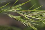 Poa bulbosa subspecies vivipara