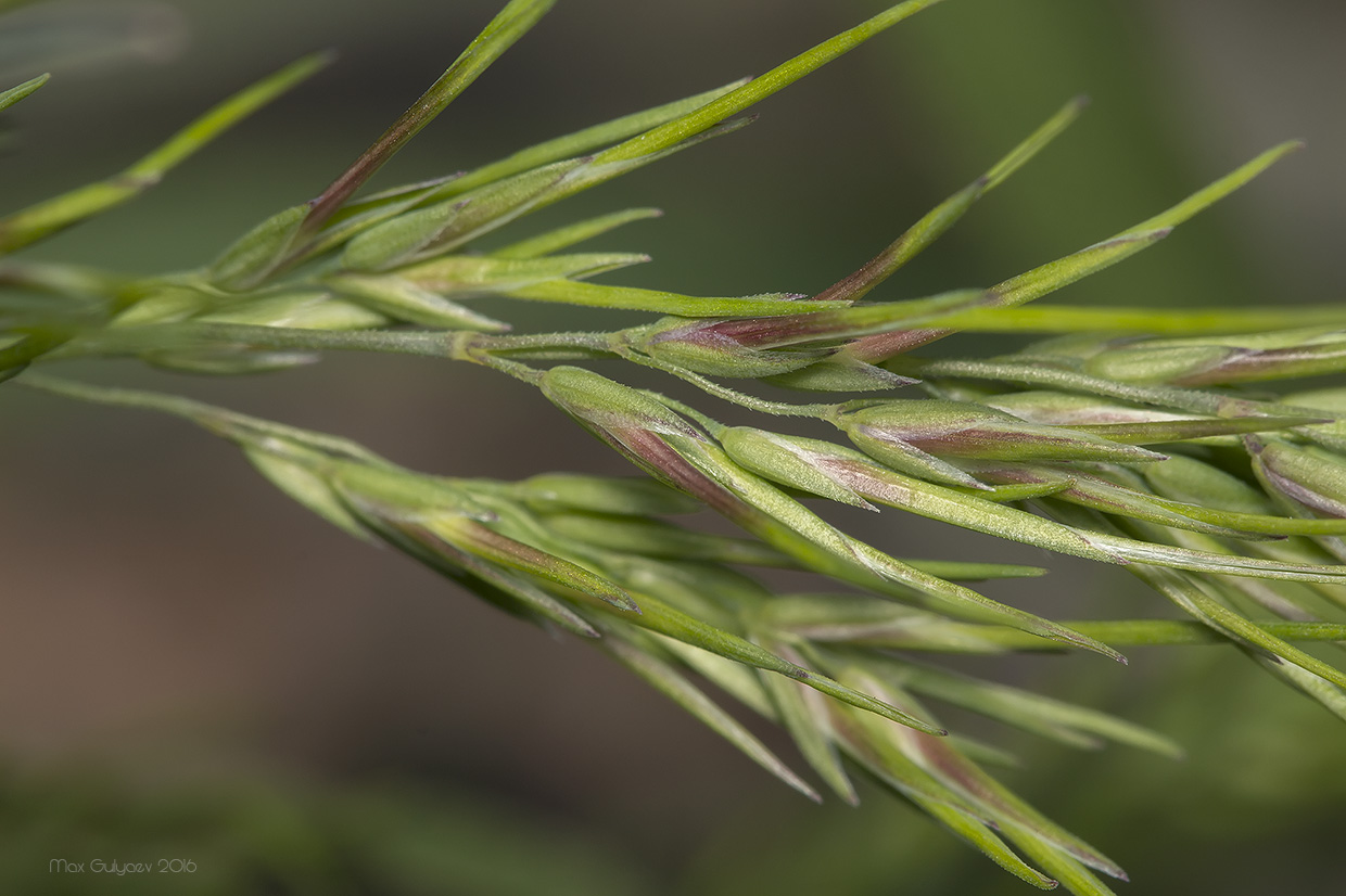 Image of Poa bulbosa ssp. vivipara specimen.