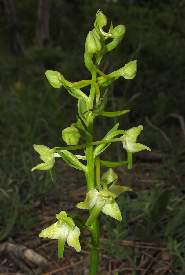 Image of Platanthera chlorantha specimen.