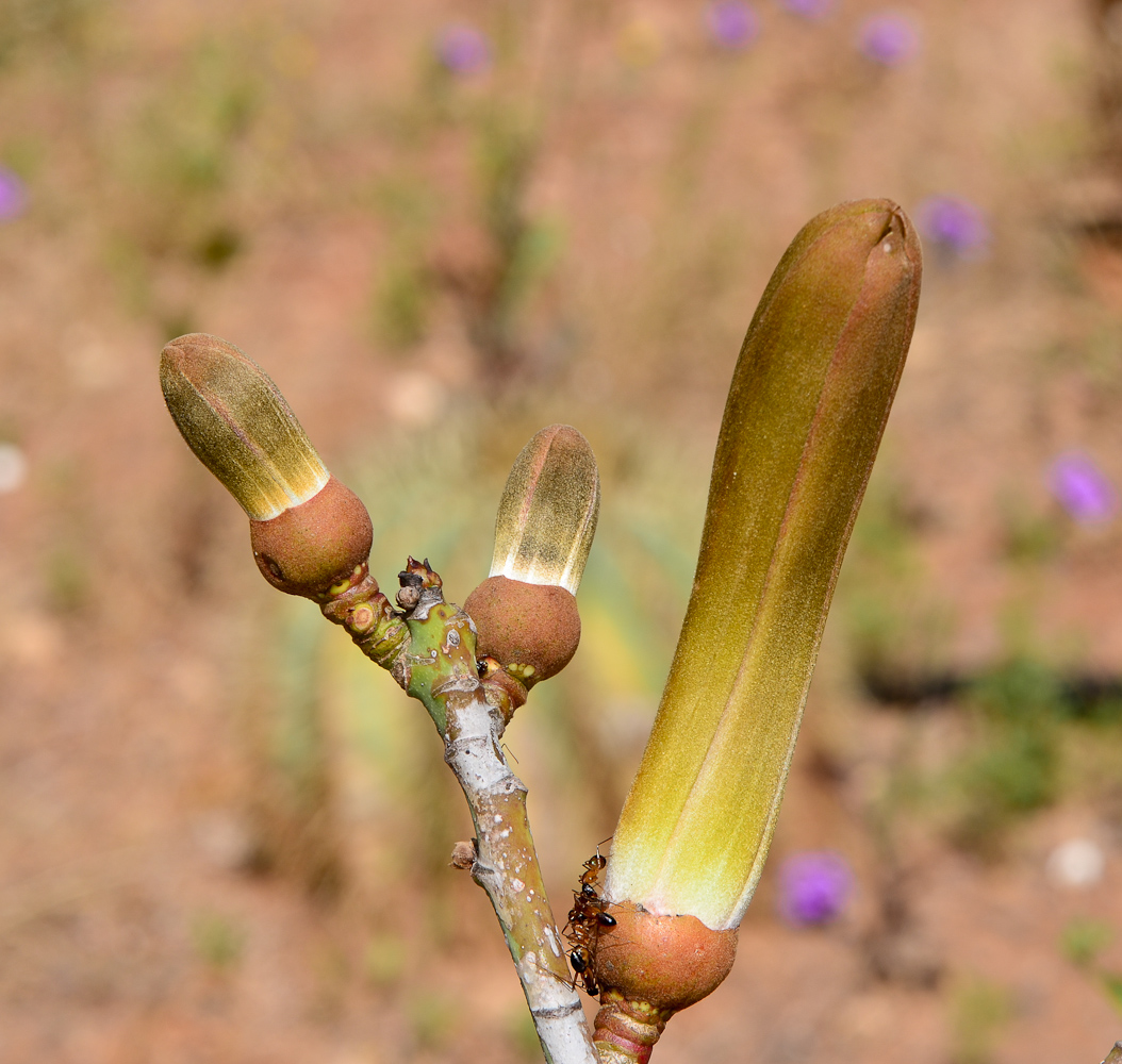 Изображение особи Pseudobombax ellipticum.