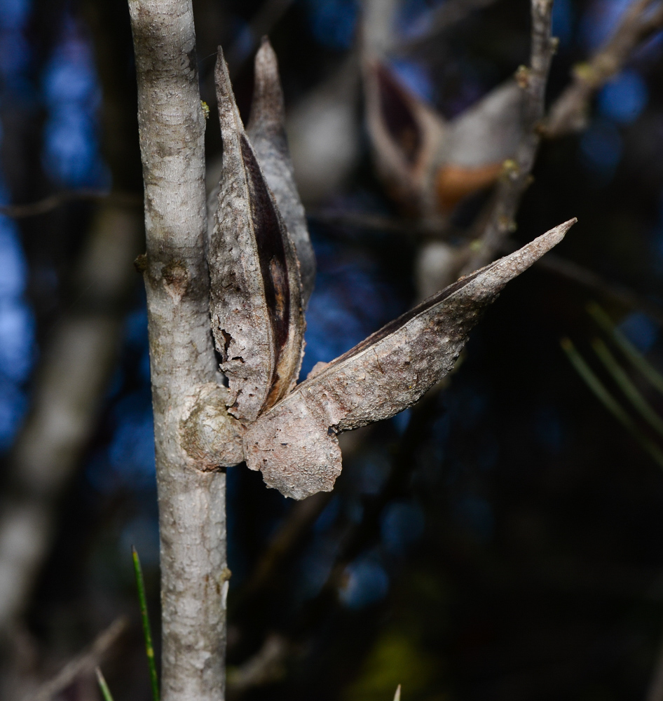 Изображение особи Hakea orthorrhyncha.