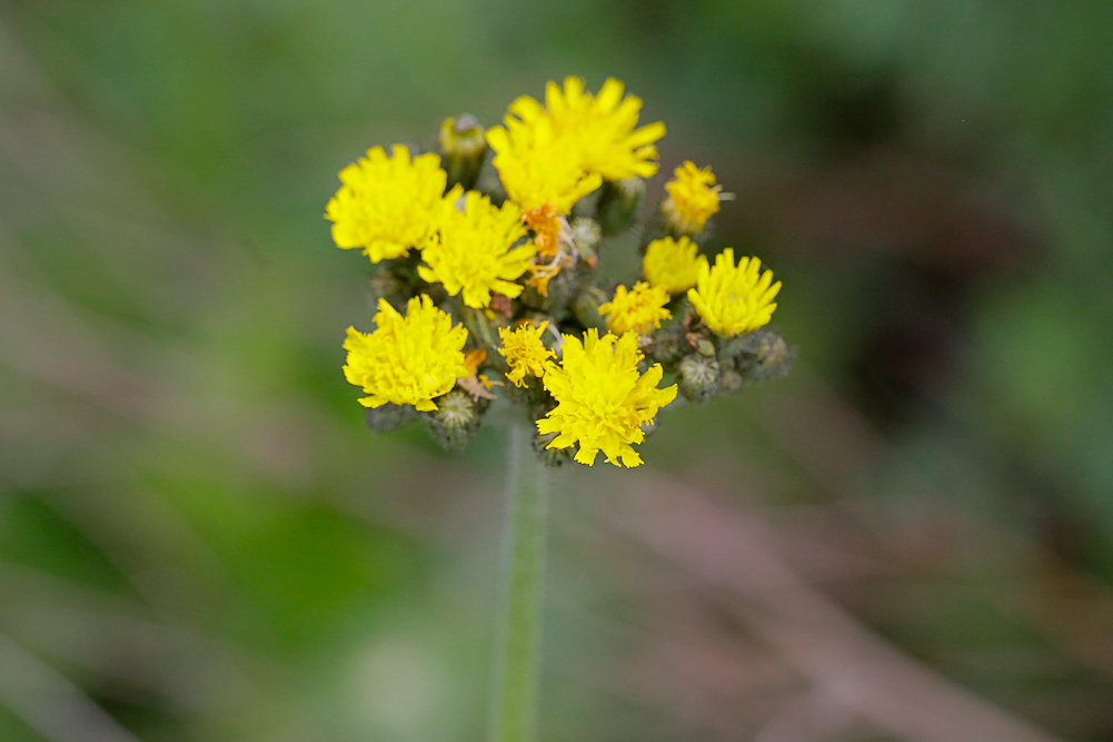 Image of genus Pilosella specimen.