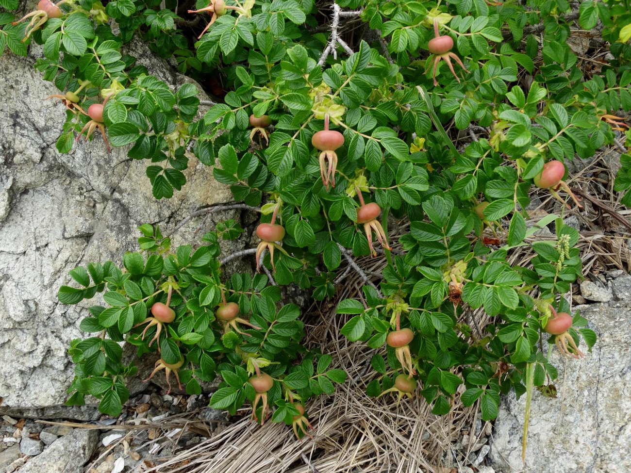 Image of Rosa rugosa specimen.