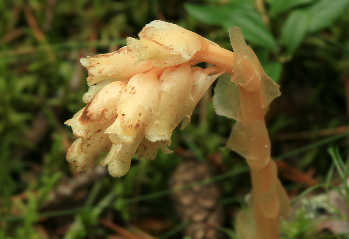 Изображение особи Hypopitys monotropa.