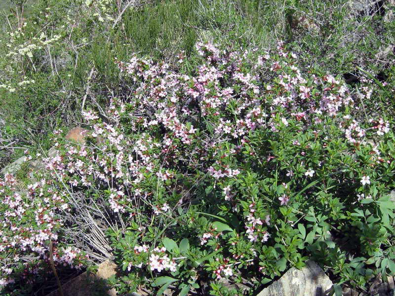 Image of Cerasus tianshanica specimen.