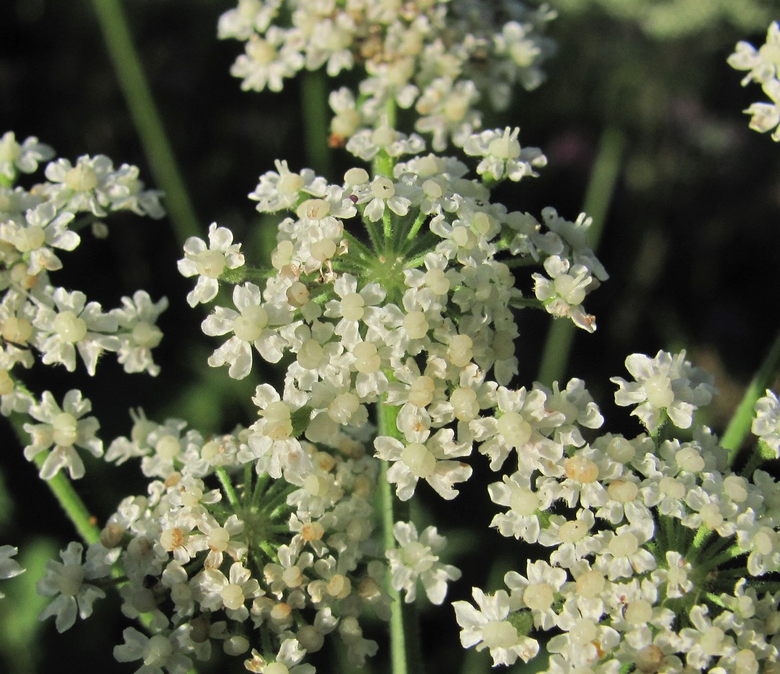 Изображение особи Arafoe aromatica.