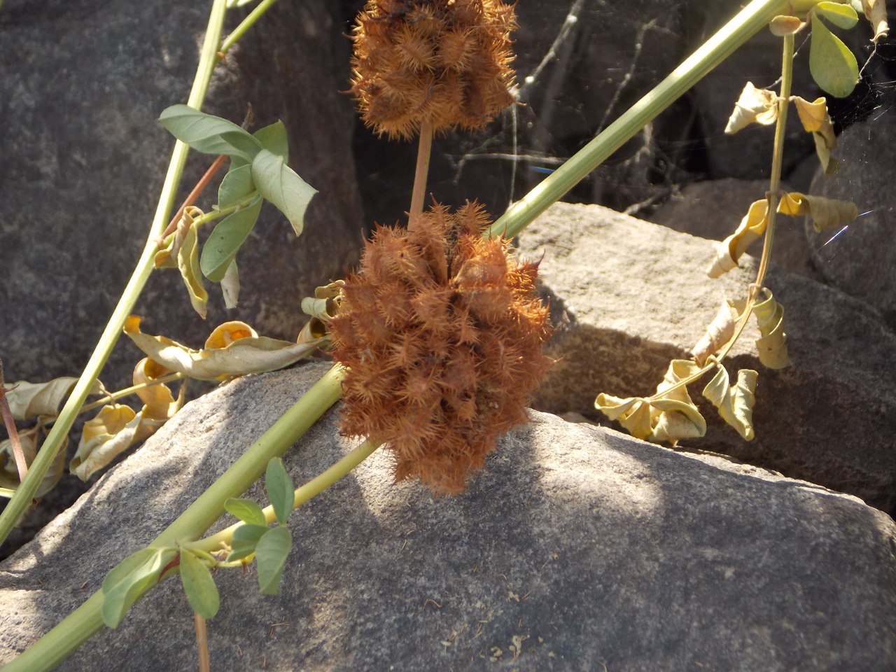 Image of Glycyrrhiza echinata specimen.