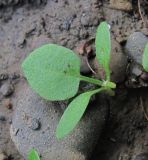 Rumex obtusifolius. Ювенильное растение. Краснодарский край, Абинский р-н, ст-ца Холмская, у жилья. 09.10.2016.