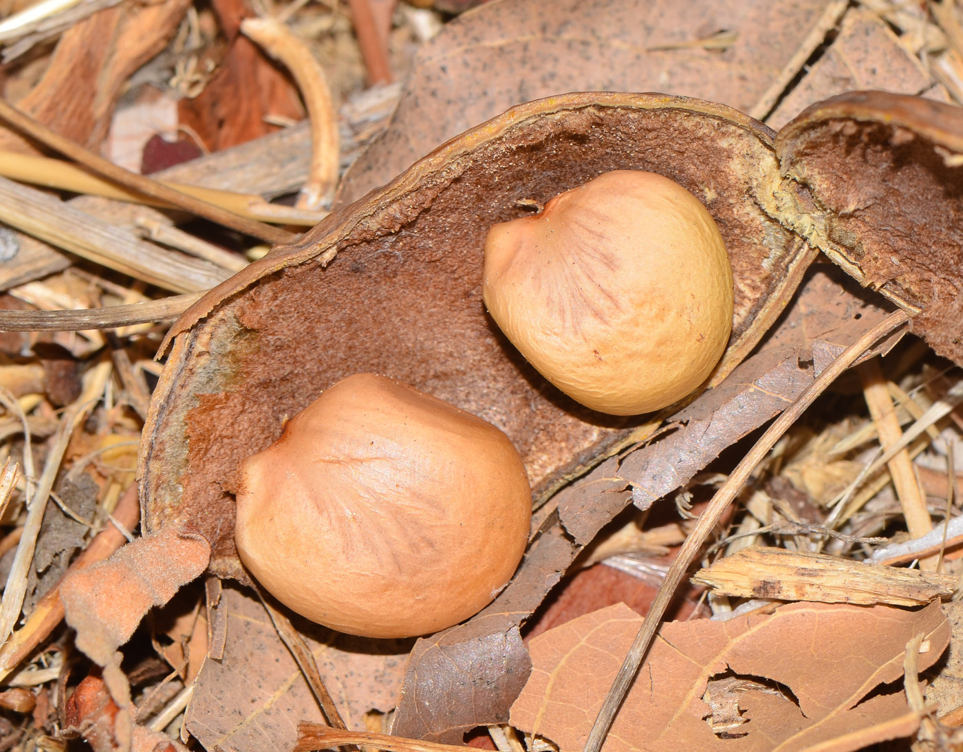 Image of Pongamia pinnata specimen.