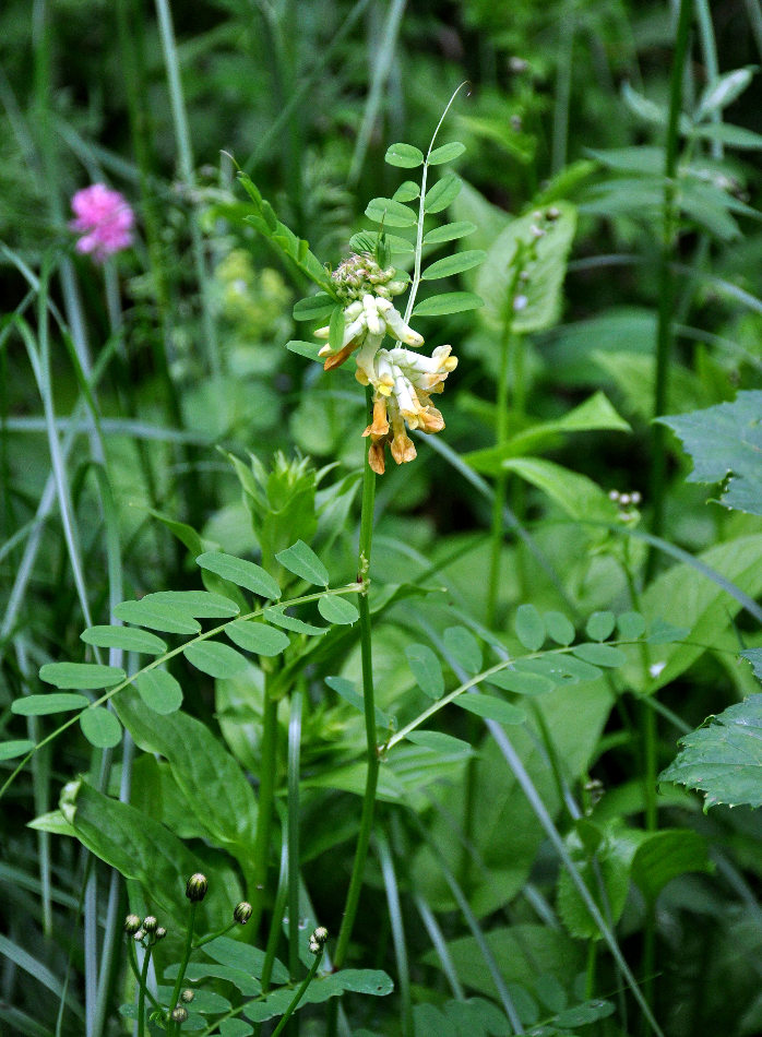 Image of Vicia balansae specimen.