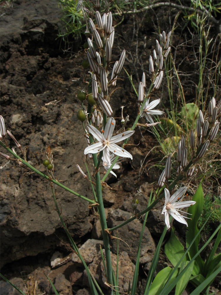 Image of Asphodelus ramosus ssp. distalis specimen.