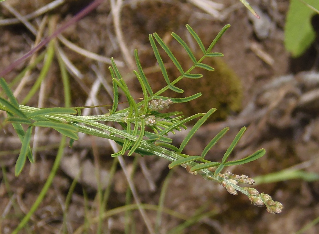 Image of Astragalus austriacus specimen.