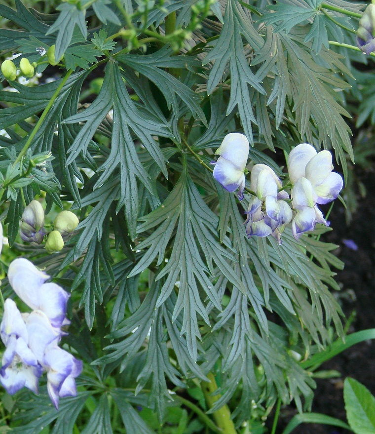 Изображение особи Aconitum &times; stoerkianum.