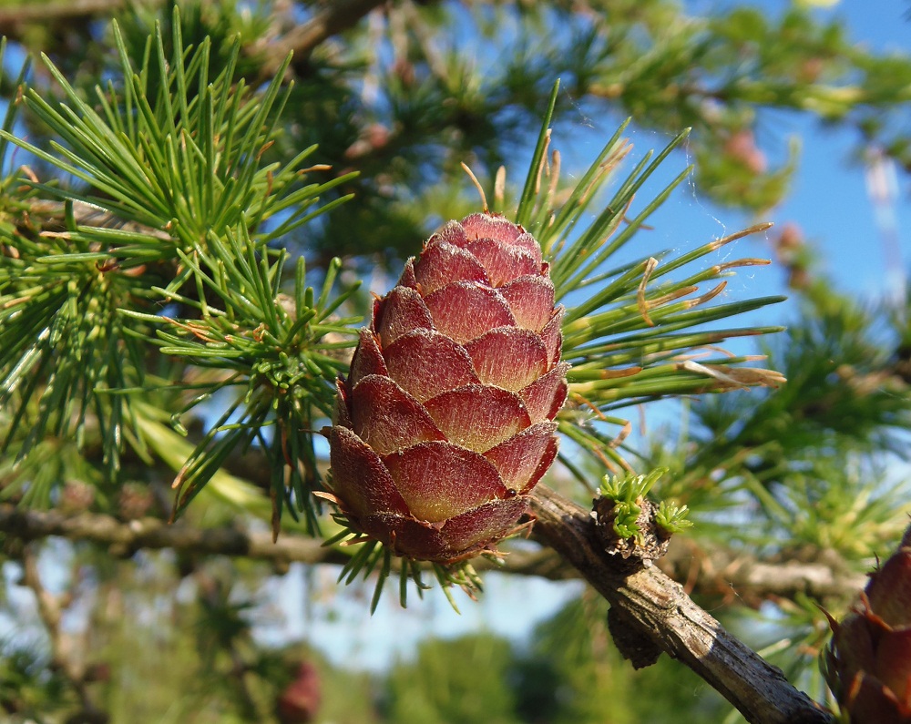 Image of Larix decidua specimen.