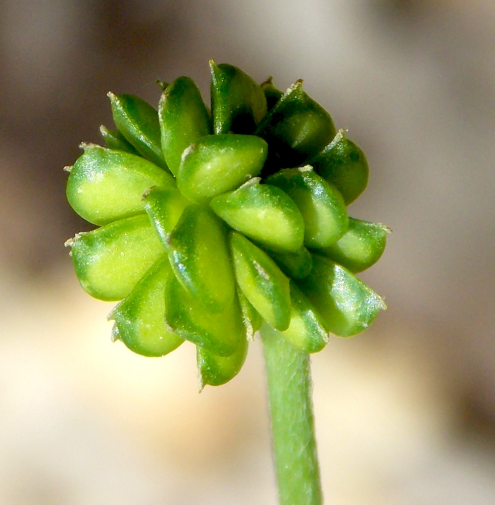 Image of Ranunculus constantinopolitanus specimen.