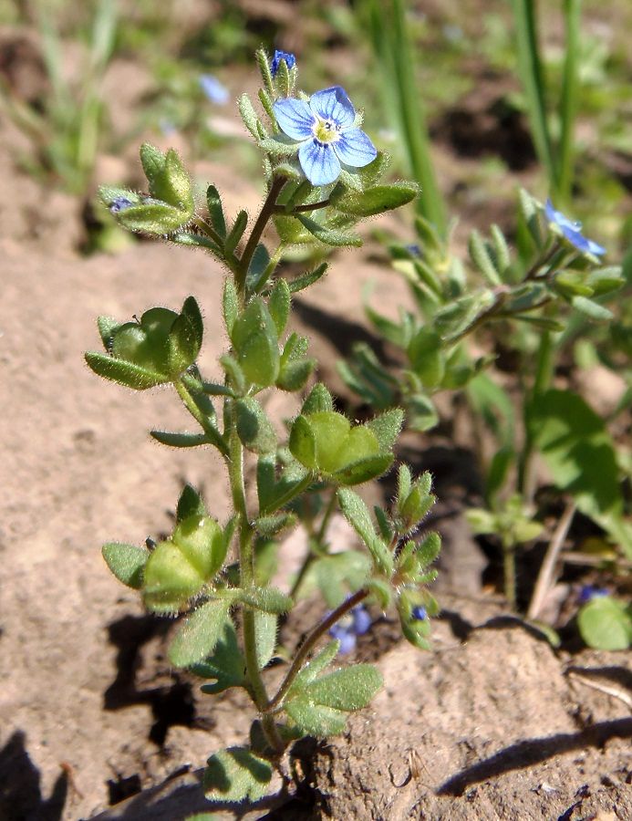 Изображение особи Veronica triphyllos.