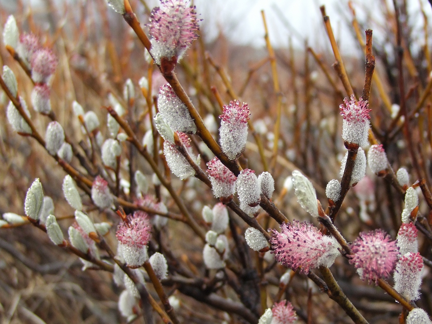 Image of Salix krylovii specimen.