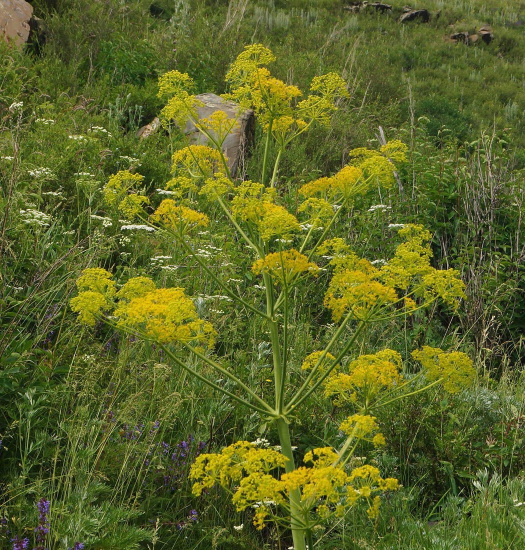 Image of Ferula songarica specimen.