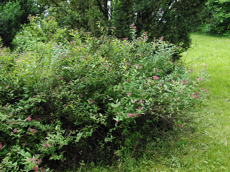 Image of Spiraea japonica specimen.