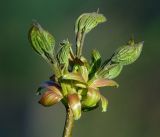 Acer platanoides. Верхушка побега с распускающимися листьями. Московская обл., Раменский р-н, окр. дер. Хрипань, садовый участок. 03.05.2017.