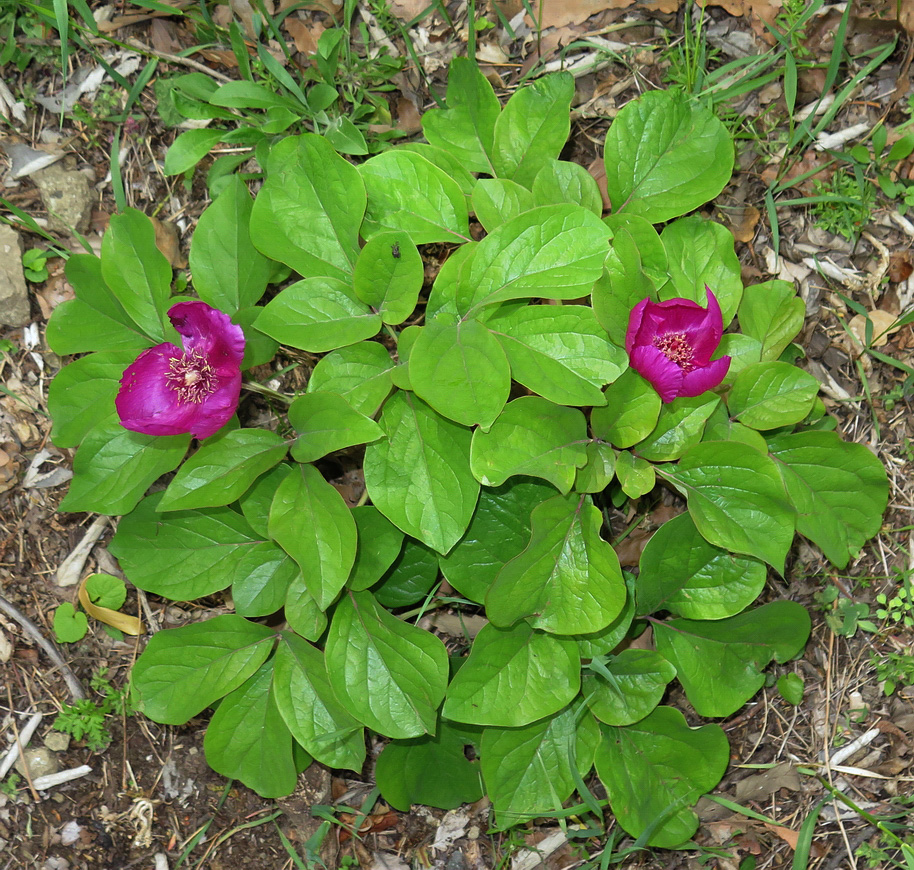 Image of Paeonia caucasica specimen.