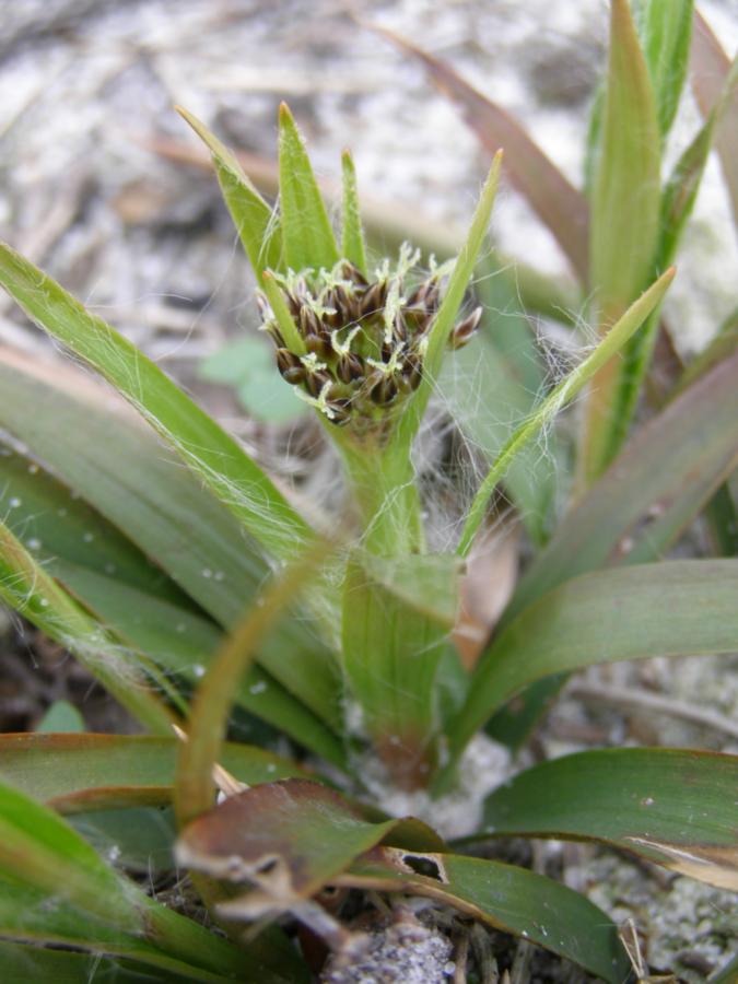 Image of Luzula pilosa specimen.