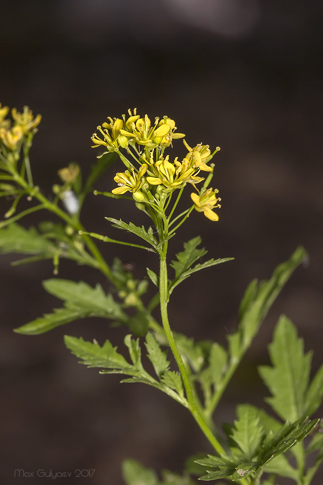 Image of genus Rorippa specimen.