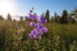 Campanula persicifolia. Цветущие растения. Московская обл., Одинцовский р-н, опушка нагорной дубравы \"Улитинская\". 10.07.2017.