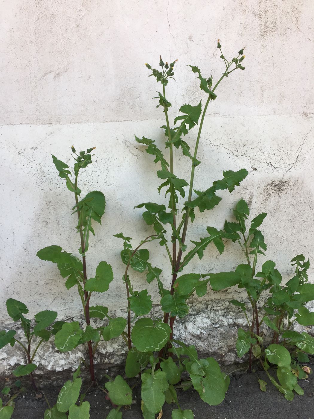 Image of Sonchus oleraceus specimen.