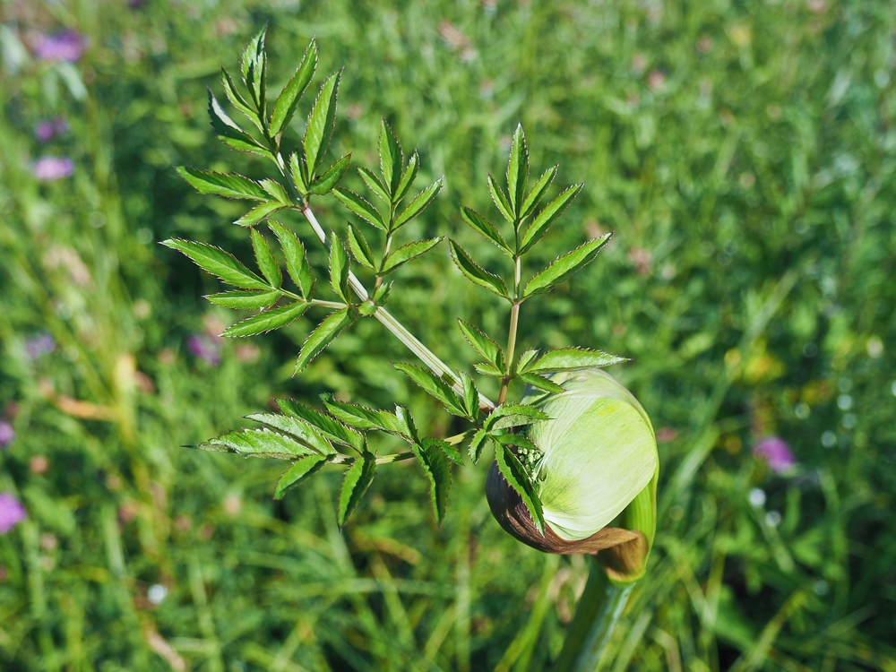 Изображение особи Angelica sylvestris.