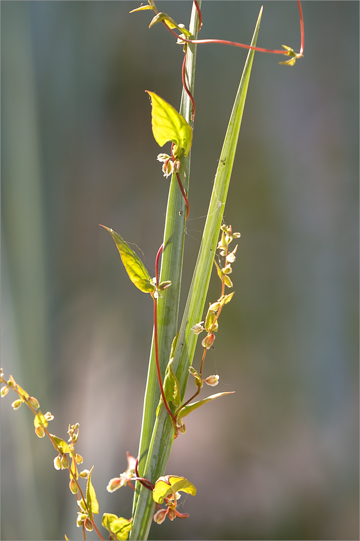 Image of Fallopia dumetorum specimen.