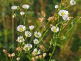 Erigeron annuus