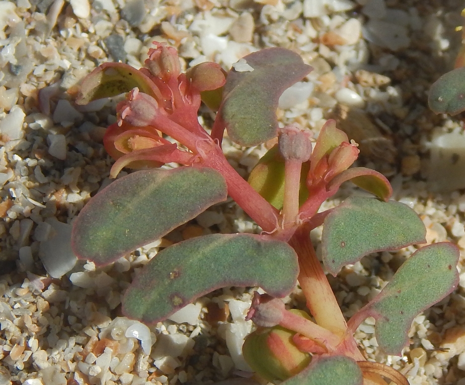 Image of Euphorbia peplis specimen.