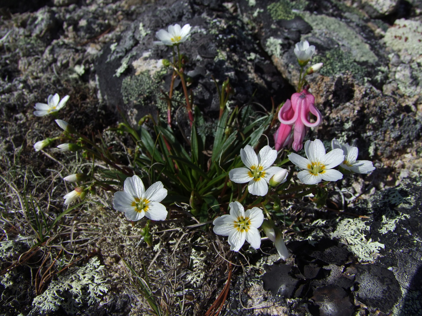 Image of Claytonia soczaviana specimen.