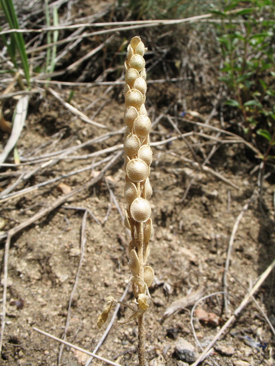 Image of Alyssum stenostachyum specimen.