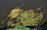 Persicaria amphibia. Вегетирующие растения. Монголия, аймак Завхан, долина р. Идэр-Гол, ≈ 1600 м н.у.м., в воде у берега. 07.06.2017.